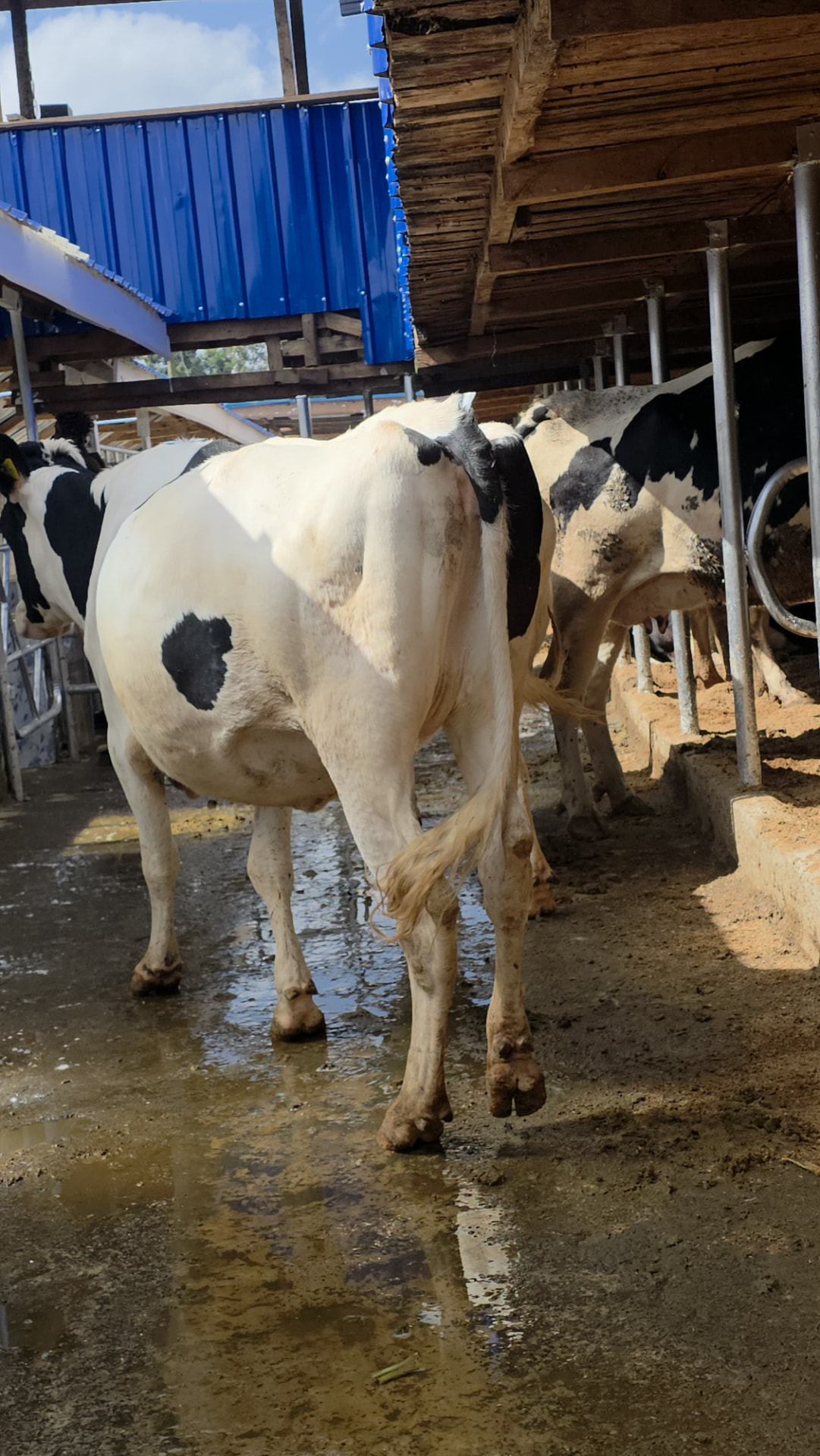 Bullying heifers in the farm's shed alley