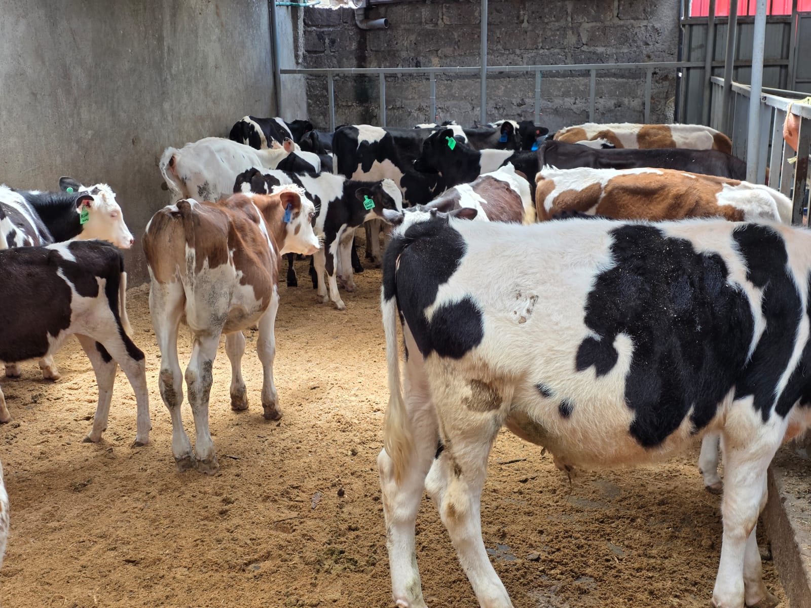 Young Ayrshire and Friesian heifers in a calf pen