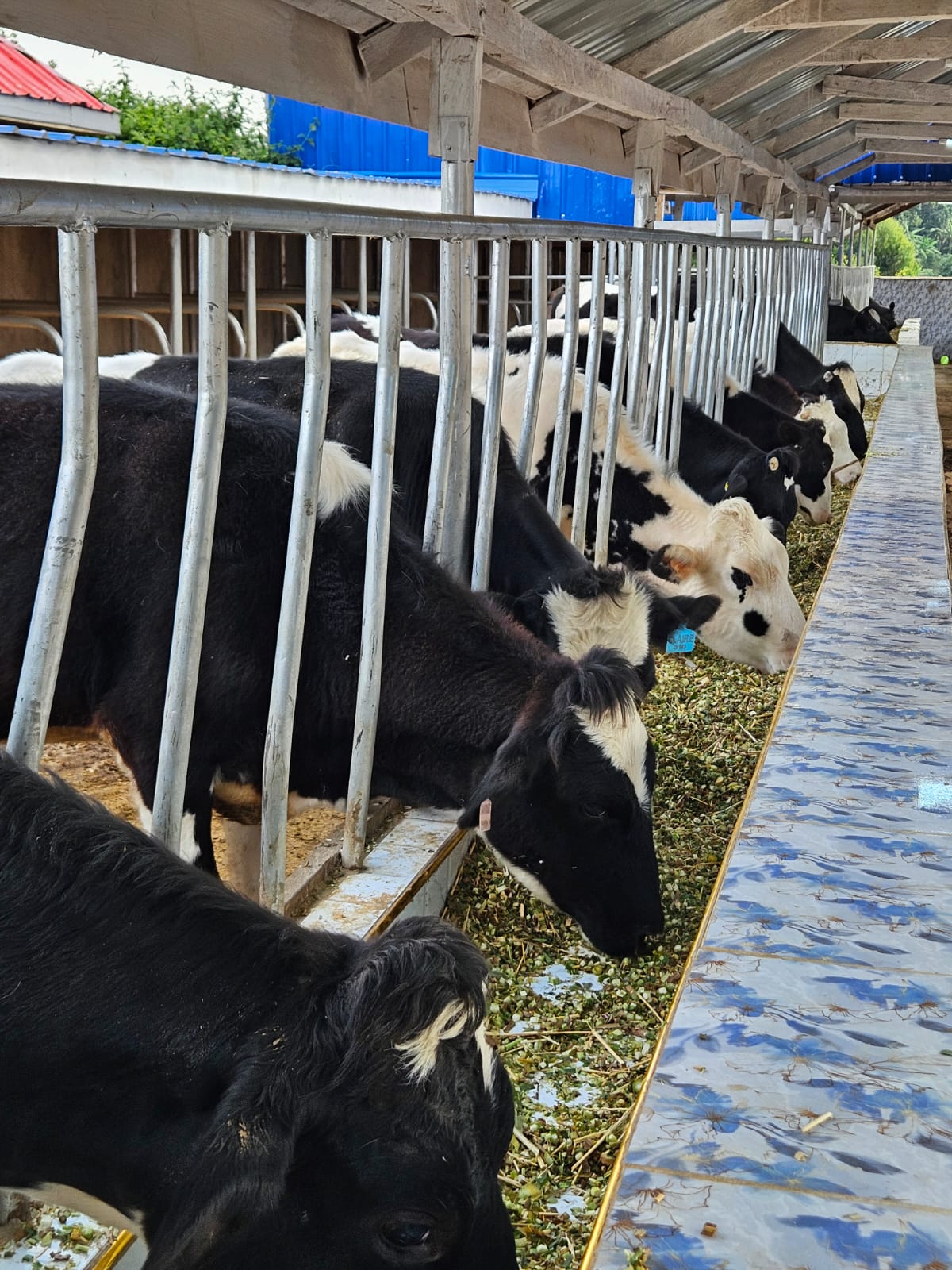 Friesian herd feeding along the trough of a zero-grazing shed