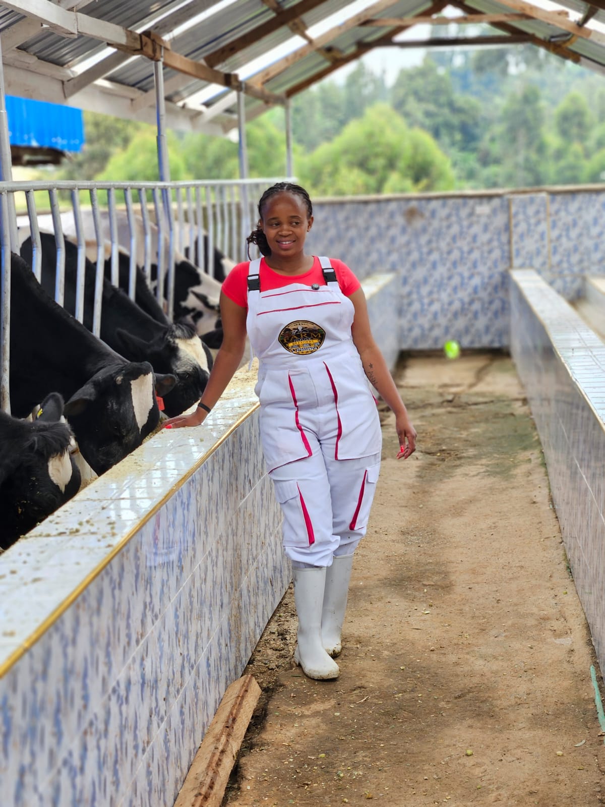 Farm House Dairy Farm attendant walking the feed alley beside Friesian cows