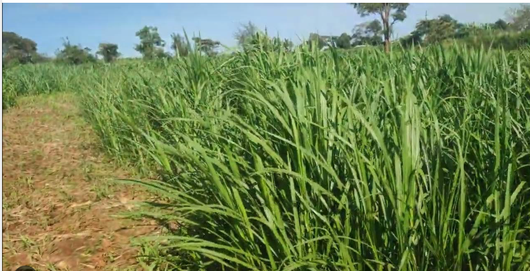 Row of tall green Kakamega 1 Napier grass growing along a prepared plot
