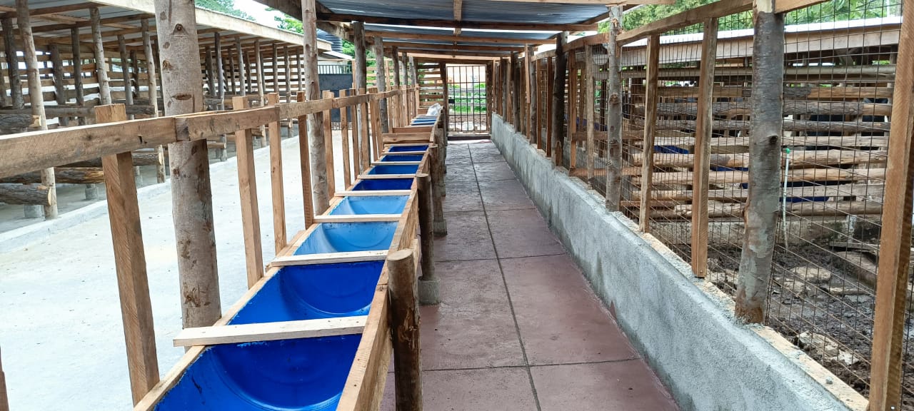 Timber shed with a central concrete alley and blue-lined feed troughs