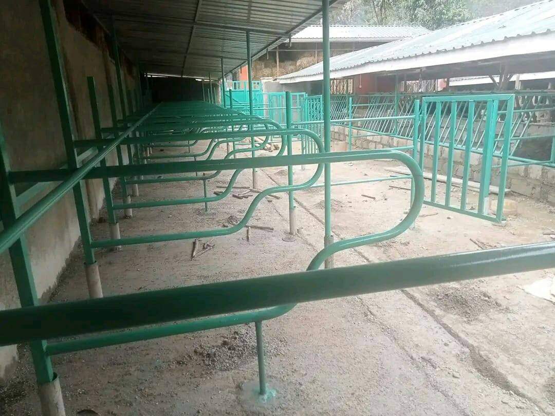 Green steel cubicle divider rails and feed barriers in a zero-grazing shed