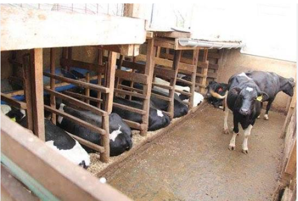 Interior of cow shed with cubicle stalls, bedding and drainage channel