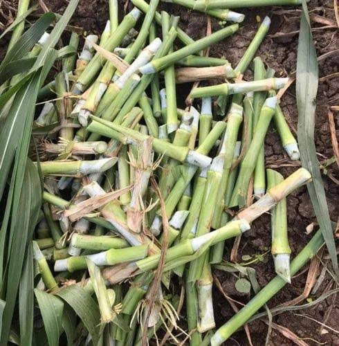 Fresh green Super Napier Pakchong 1 canes prepared as planting splits